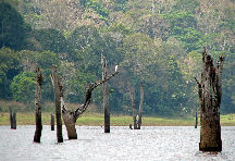 Periyar National Park