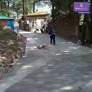 Tibetan Institute of Performing Arts