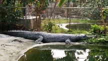  Crocodile Breeding Centre