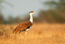 Kutch Bustard Sanctuary 