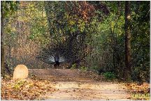Debrigarh Wildlife Sanctuary