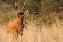 Klipriviersberg Nature Reserve