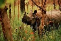 Gorumara Wildlife Sanctuary 