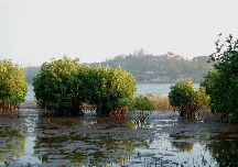 Dr. Salim Ali Bird Sanctuary