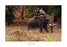 Elephant Safari in Kabini