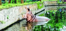 Tata Steel Zoological Park