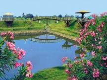 Japanese rose garden