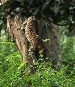Jungle Safari in Kabini
