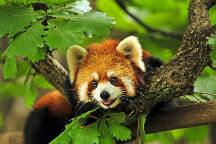 Sepahijala Wildlife Sanctuary