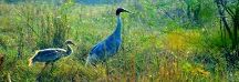Salim Ali Bird Sanctuary