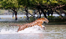 Tiger Watching  at Netidhopani