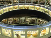 Sea Shell Museum