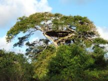 Arabuko Sokoke National Park