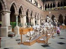 Stones N Bones Museum