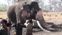 Theppakadu Elephant Camp