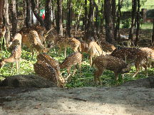 Malsi Deer Park 