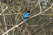 Periyar Tiger Reserve 