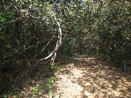 Phansad Wildlife Sanctuary 