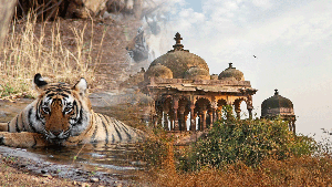 Ranthambore