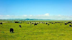 Ruoergai Grassland