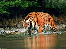 Bandhavgarh Tiger Reserve