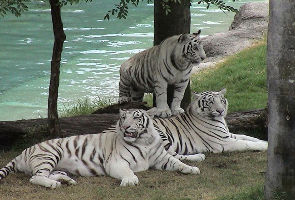 Balukhand Konark Wildlife Sanctuary