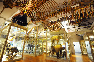 Harvard Museum of Natural History 