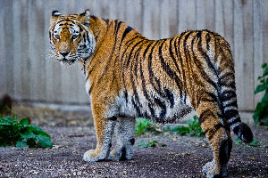 Copenhagen Zoo