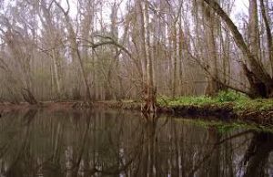 Lower Hillsborough Wilderness Preserve