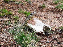 Elena Gallegos Open Space