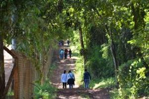 Mata de Santa Genebra