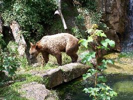 Alpenzoo
