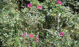 Howardian Local Nature Reserve 