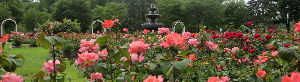 Central Park Rose Garden