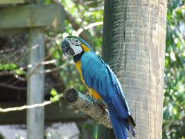 Currumbin Wildlife Sanctuary