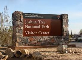 Joshua Tree  Visitor