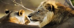 Lion Safari Wildlife Park
