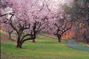 cherry blossoms at Branch Brook Park 