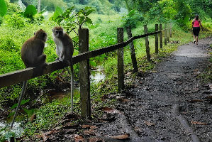 MacRitchie Nature Trail