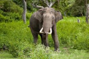 The Wildlife Safari in Dandeli Wildlife Sanctuary