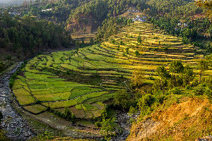 Kausani Tea State