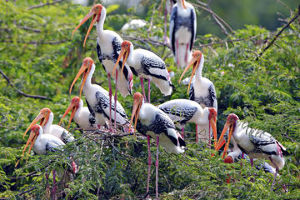 Bharatpur National Park