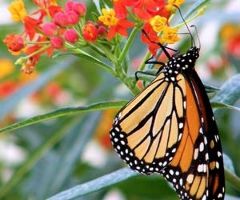 Butterfly Museum