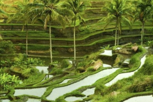 Bali 6 Days 5 Nights ubud Tour Package by balisutha tour service