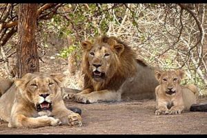 Gujarat Divine & Wild Expedition