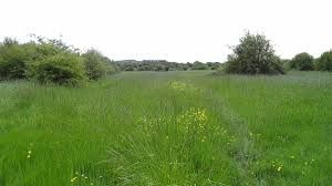 Islip Manor Meadows