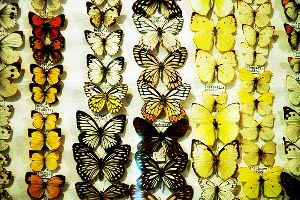Butterfly Research Center