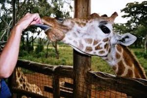 Giraffe Center