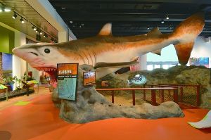 Museum Of Discovery And Science