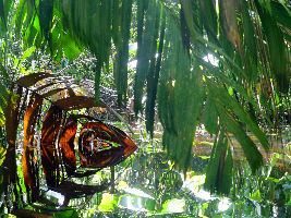 Tortuguero National Park